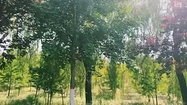 自然景观花草树木4K高清实拍视频素材视频的预览图